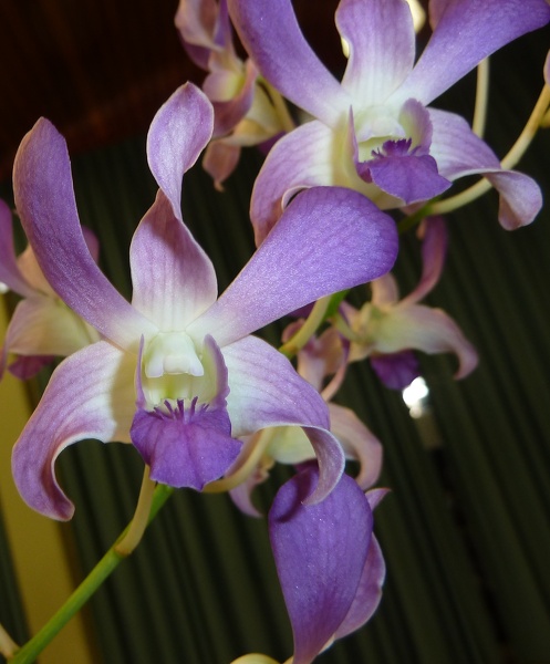 Den. Masako Taki 'Blue'.JPG