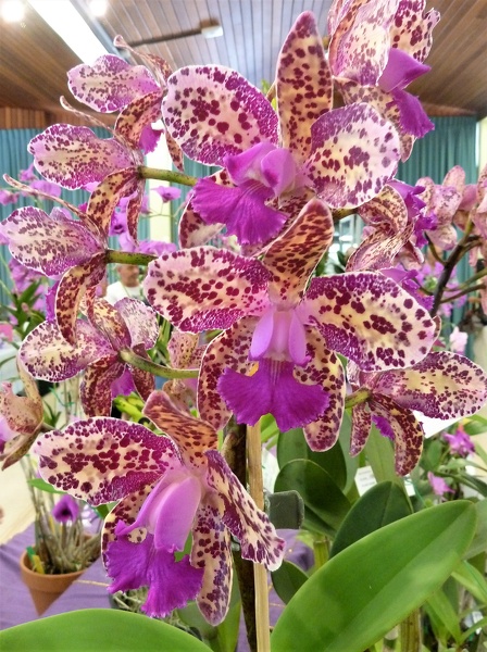 C. Highland Spots 'Catman' x C. Caudebec 'Carmela' 2.JPG