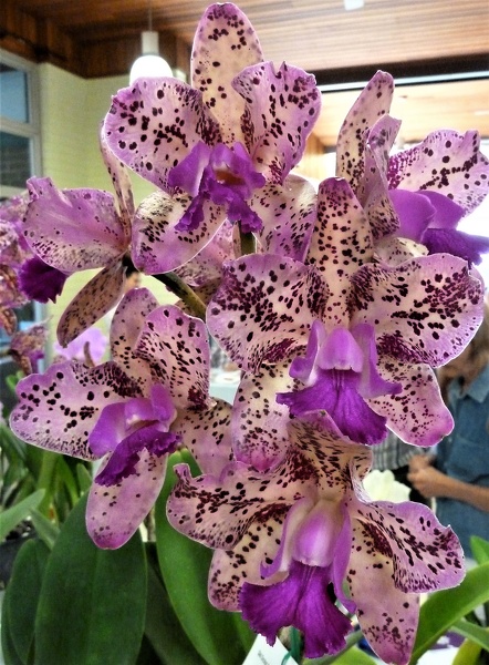 C. Highland Spots 'Catman' x C. Caudebec 'Carmela'.JPG