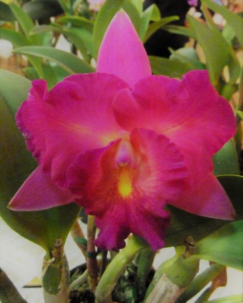 C. Dianne Diehm 'Dendi'.JPG