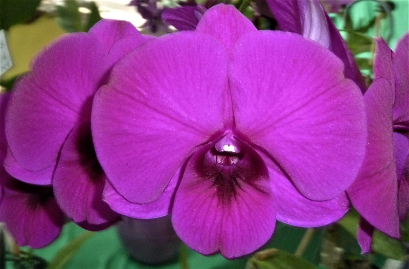 Den. Barrabui's Wonderful (Den. Dal's Duke x Den. Dal's Wonder)..JPG