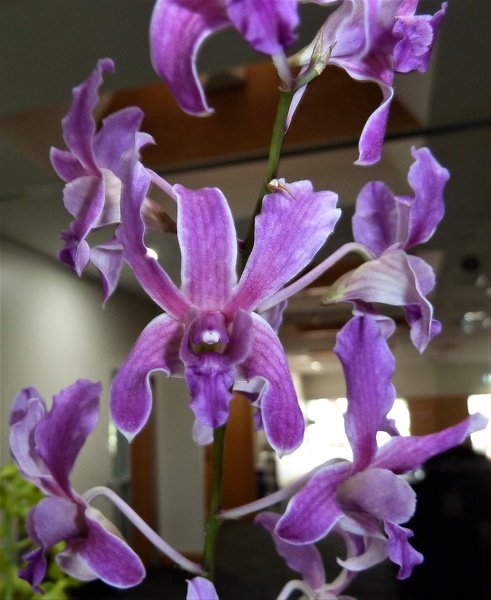 Den. Dang Toi (Den. superbiens x Den. discolor).JPG