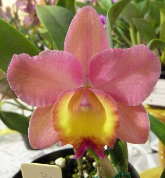 C. Lana Coryell 'Bettie'.JPG