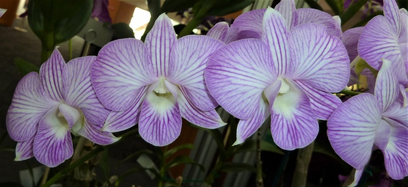 Den. Hawaiian Ministripe (Den. Candy Stripe x Den. bigibbum)..JPG