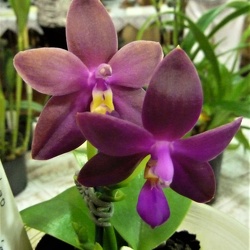 Phal. violacea x Dtps. Chienlung Red King