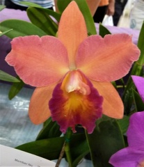 Rth. Dal's Delight x C. Royal Beau "Alex L"