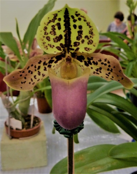 Paph. henryanum..JPG