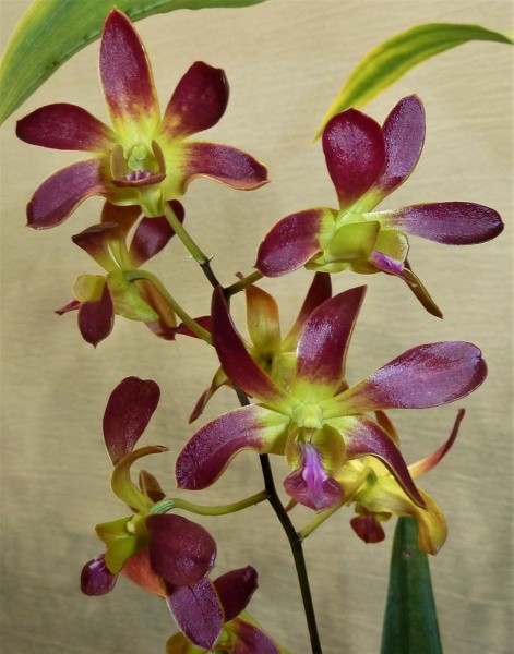 Den. Pumpkin Patch (Den. C. K. Ai x Den. canaliculatum).JPG