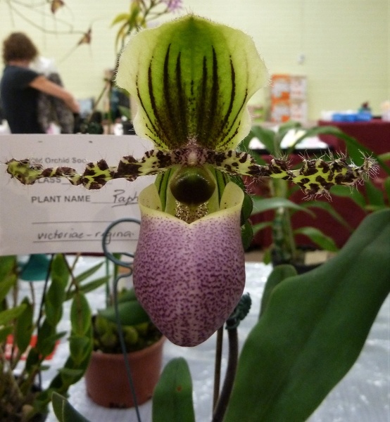 Paph. victoria-regina.JPG