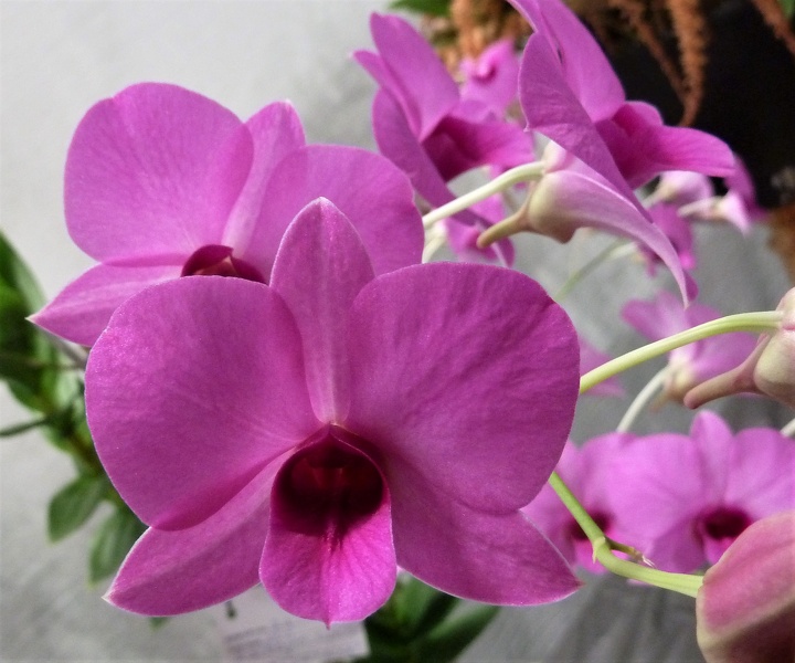 Den. Orchidwood (Den. bigibbum x Den. phalaenopsis).JPG