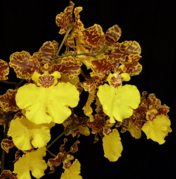 Zelenkocidium [Zed.] Olympic Gold.JPG