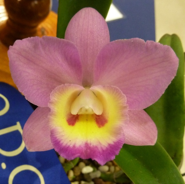 C. Joanne (C. Snow Blind x C. Beaufort).JPG