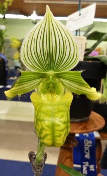 Paph. venustum var. alba.JPG