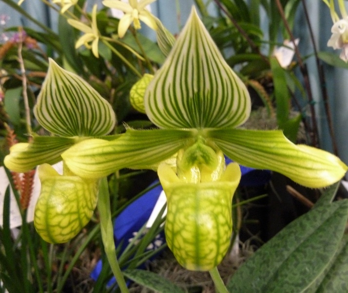 Paph. venustum f. album.JPG