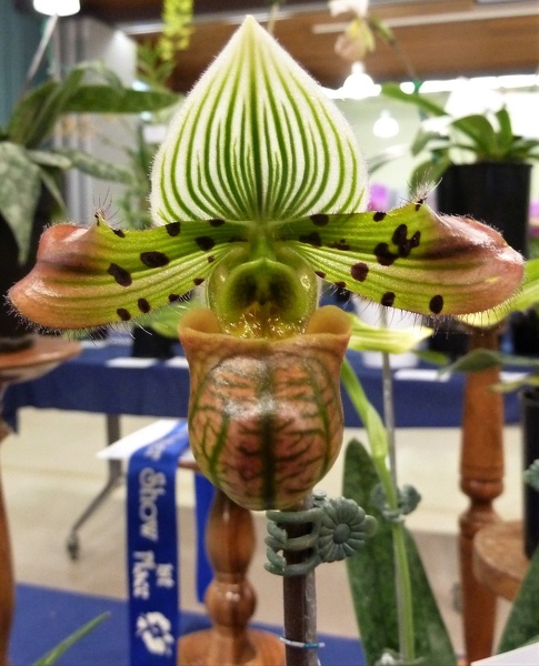 Paph. venustum.JPG