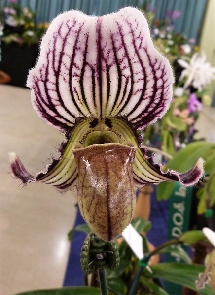 Paph. fairrieanum.JPG