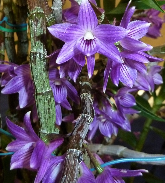 Den. Kuniko (Den. goldschmidtianum x Den. victoriae-reginae).JPG