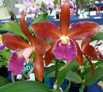 C. Jungle Queen x Ctt. Chocolate Drop