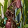 Paph. William Ambler (Paph. rothschildianum x Paph. wilhelminiae).JPG