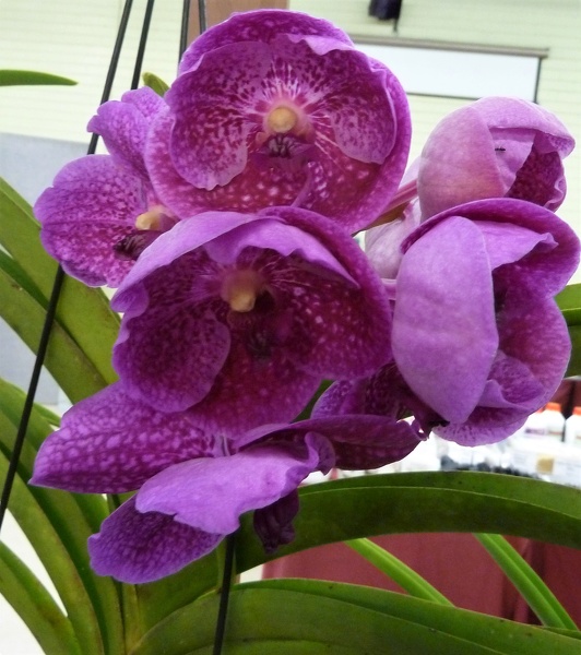 V. Garrett Goodwin x V. Goodwin's Pink Sapphire.JPG