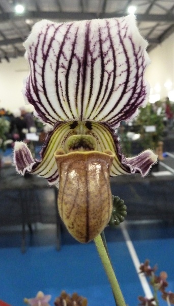 Paph. fairrieanum.JPG