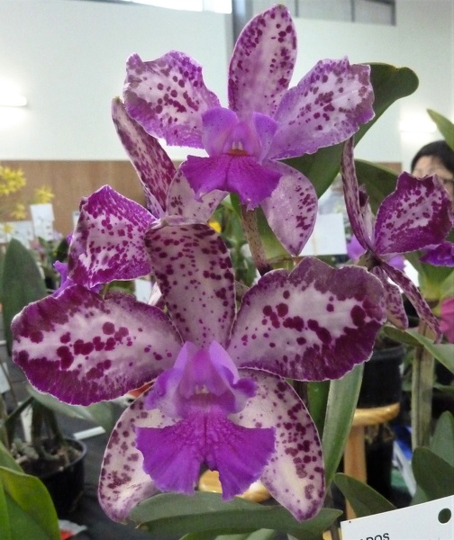 (C. Highland Spots x C. Dynamite).JPG