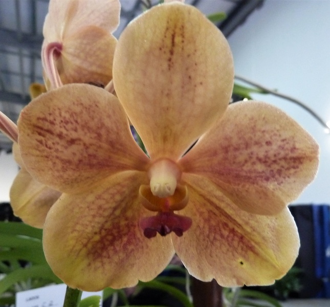 (V. Kultana Gold x Ascda. Udomchai) x Ascda. Golden Gulf.JPG