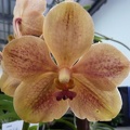 (Kultana Gold x Udomchai) x Golden Gulf