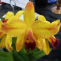 Mine Gold "Orchid Center"