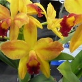 Mine Gold "Orchid Center"