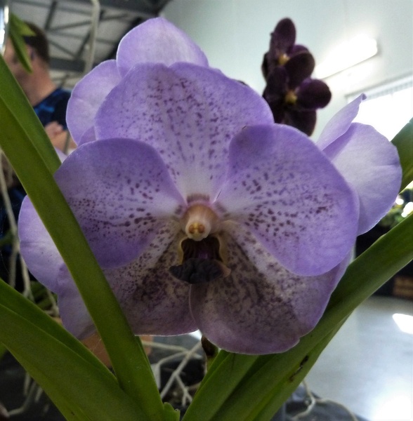 Ascda. Emily Marie (V. Gordon Dillon x Ascda. Tubtim Velvet).JPG