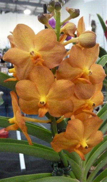 Ascda. Suksamran Sunlight 'Goldie'.JPG