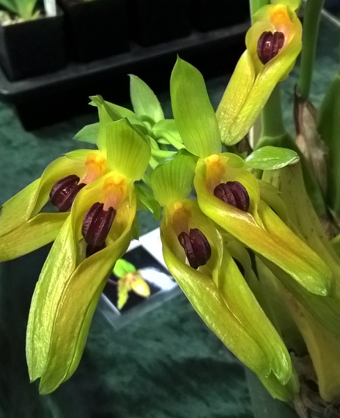 Bulb. graveolens.jpg