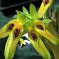 Bulb. graveolens.jpg