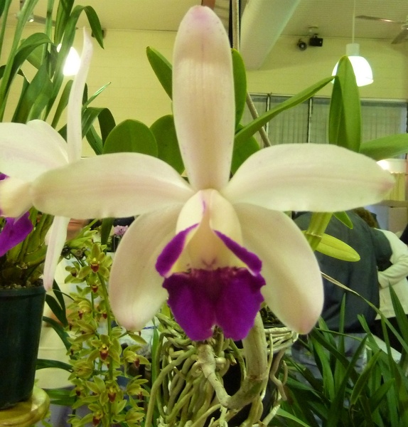 Cattleya [C.] intermedia f. orlata.JPG