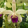 Cattleya [C.] intermedia f. orlata.JPG