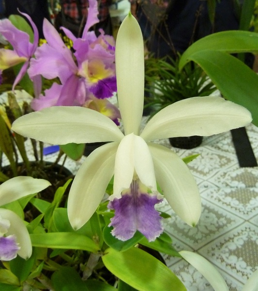 Cattleya [C.] intermedia f. coerulea.JPG