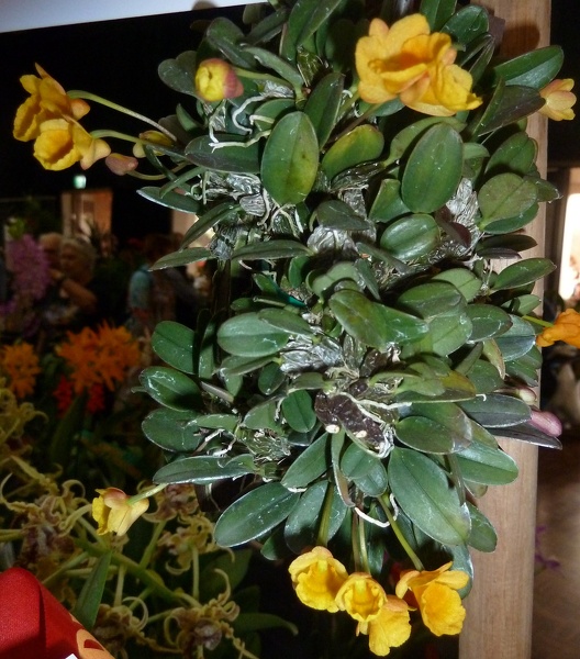 Den. jenkinsii.JPG