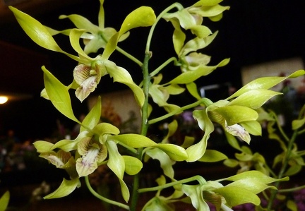 Fraser's Spiral Hope x canaliculatum