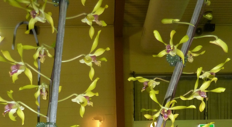 Den. Fraser's Sulphur Dragon.JPG