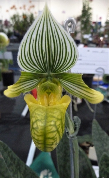 Paph. venustum var. measuresianum..JPG