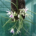 Leptotes [Lpt.] bicolor.JPG