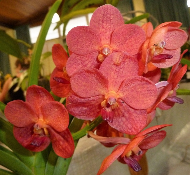 Ascda. Boonyarit Little Flame.JPG