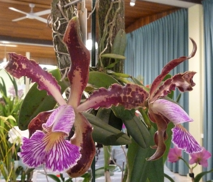 C. schilleriana.JPG