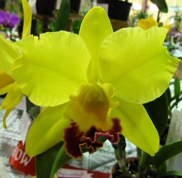 Rth. Love Sound x Rlc. Dal's Horizon,..JPG