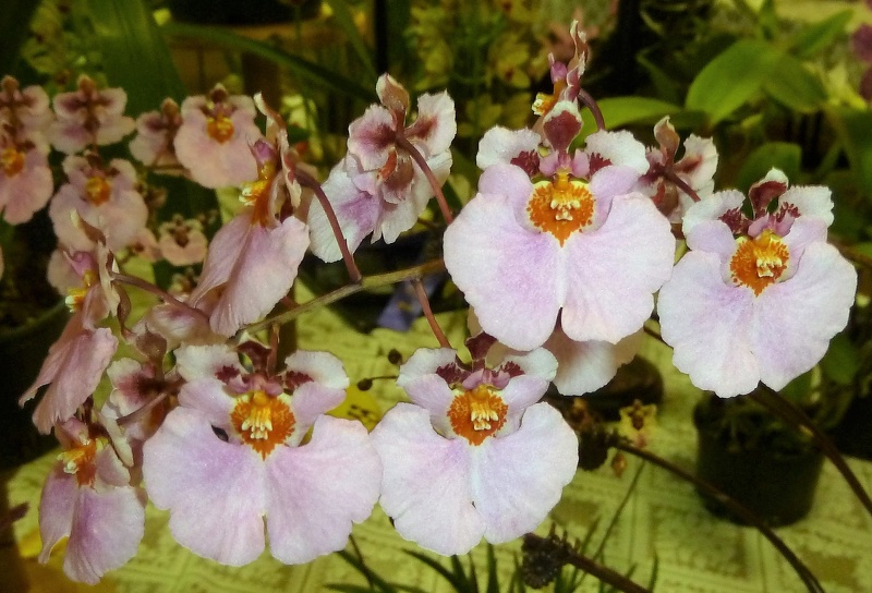 Tolu. Keysha (Tolu. Little Chickadee x Tolu. Caledonia) 'Oka'.JPG