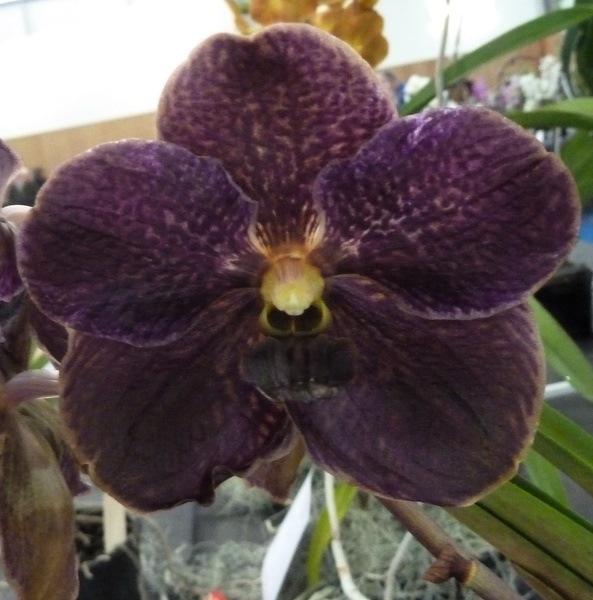 V. Black Widow (V. John Hinton x V. Black Magic).JPG