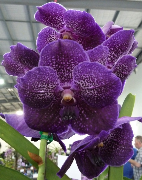 Vanda [V.] Pure's Wax 'Violet Blue'.JPG