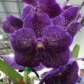 Pure's Wax "Violet Blue"