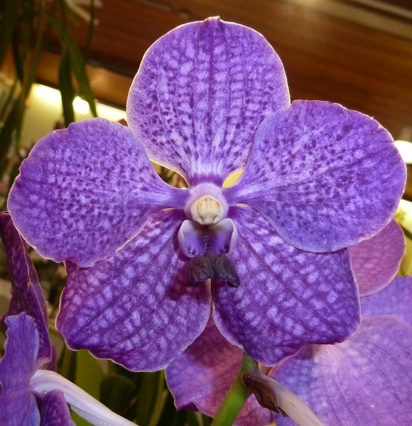 V. Motes Indigo 'Korat Blue'.JPG